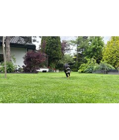 Žvečilna igrača za pse Bouncy Ball Luminous Rubber Tug Toy Fetch Floating