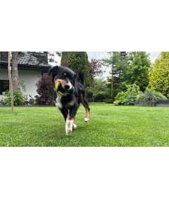 Žvečilna igrača za pse Bouncy Ball Luminous Rubber Tug Toy Fetch Floating