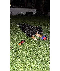 Svetleča pasja žoga z bodicami za prinašanje Interaktivna igrača za skakanje