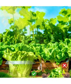 Kołnierz Ślimakowy Płot Ochronny Na Rośliny Przed Ślimakami 25 Sztuk Ø 24cm