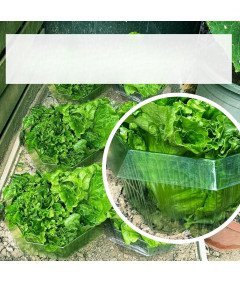 Kołnież Osłona Przeciw Ślimakom Ochrona Roślin Warzyw Ogrodowych 20szt