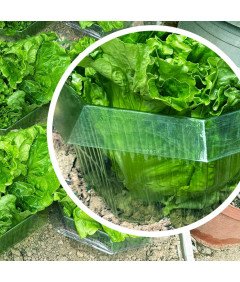 Kołnież Osłona Przeciw Ślimakom Ochrona Roślin Warzyw Ogrodowych 30szt