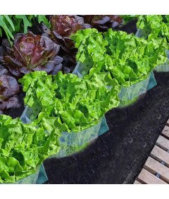 Kołnież Osłona Przeciw Ślimakom Ochrona Roślin Warzyw Ogrodowych 30szt