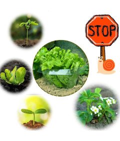 Kołnież Osłona Przeciw Ślimakom Ochrona Roślin Warzyw Ogrodowych 30szt