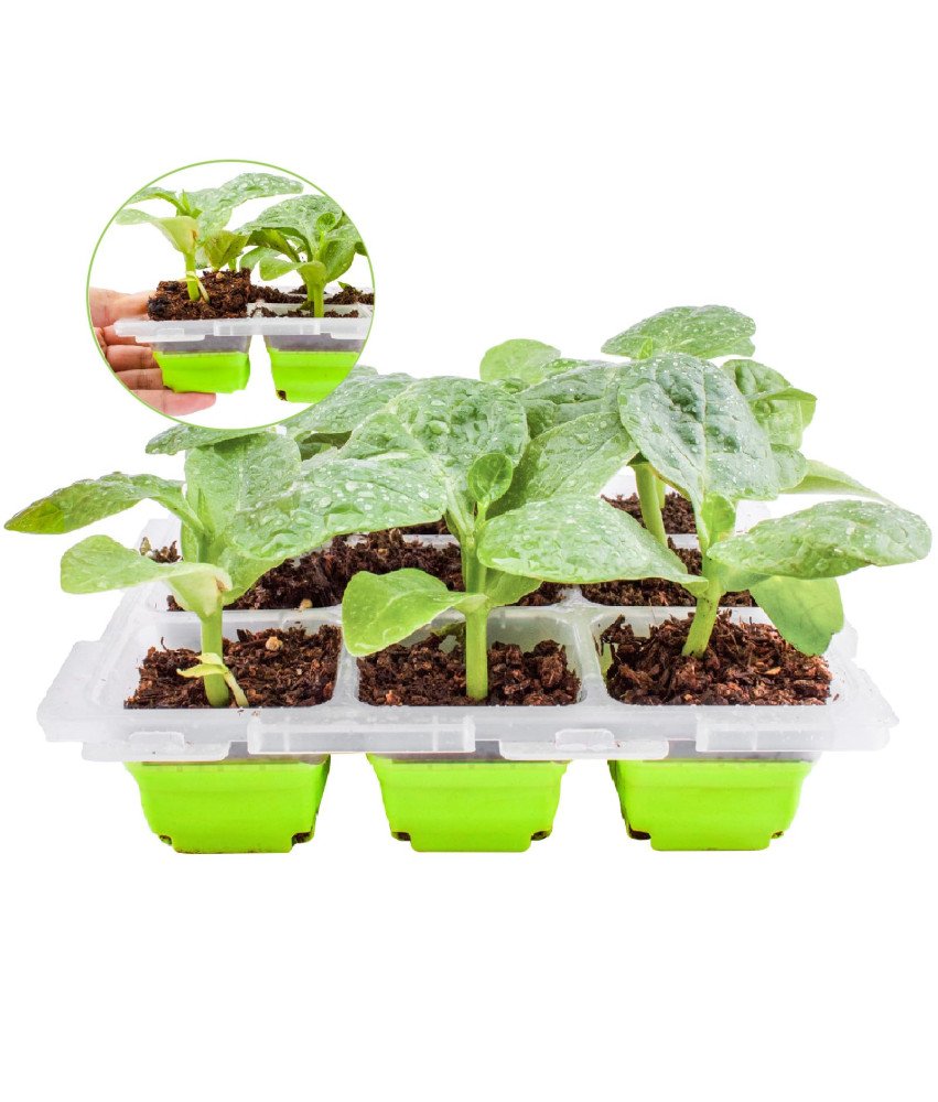 Taca na Nasiona z Pokrywką Miniszklarnia 9 Komórek 5,6x5,6x4,5 cm Sadzenie