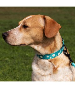 Obroża dla Psa Nylonowa z Klamrą Regulowana Obwód Szyi 30,5-40,6 cm