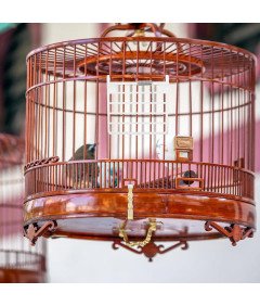 Drzwi do Klatki dla Gołębi 3 szt Plastikowe Jednokierunkowe Wejście