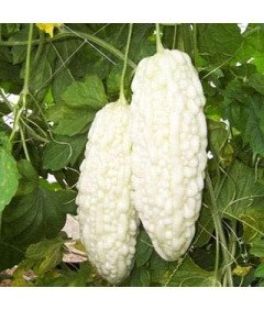 Nasiona Balsamki Ogórkowatej Chiński Gorzki Melon Biały Zestaw 10 Sztuk