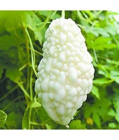 Nasiona Balsamki Ogórkowatej Chiński Gorzki Melon Biały Zestaw 10 Sztuk