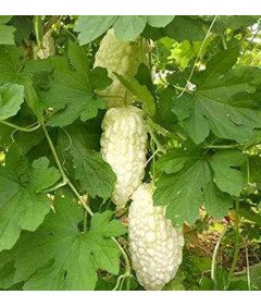 Nasiona Balsamki Ogórkowatej Chiński Gorzki Melon Biały Zestaw 10 Sztuk